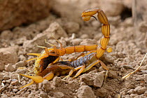 Scorpion (Buthus mardochei) female cannibalizing male, Morocco, Endemic.