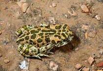 African green toad (Bufotes boulengeri) Taroudant Morocco.