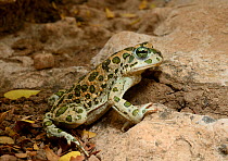 African green toad (Bufotes boulengeri) Taroudant Morocco.