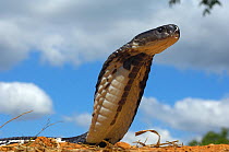 Asian spitting cobra (Naja siamensis) with head raised and hood expanded, South East Asia.