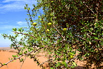 Argan (Argania spinosa) tree with fruit, near Tiznit, Morocco . Endemic