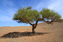 Argan (Argania spinosa) tree, near Tiznit, Morocco . Endemic