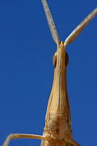 Nosed grasshopper (Acrida ungarica mediterranea) portrait of head, near Ouarzazate, Morroco.