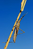 Nosed grasshopper (Acrida ungarica mediterranea) near Ouarzazate, Morroco.