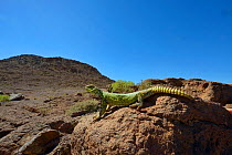 Spiny-tailed lizard (Uromastyx nigriventris) on rocks, near Ouarzazate, Morocco.
