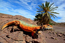 Spiny-tailed lizard (Uromastyx nigriventris) in habitat, near Ouarzazate, Morocco.