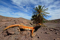 Spiny-tailed lizard (Uromastyx nigriventris) in habitat, near Ouarzazate, Morocco.