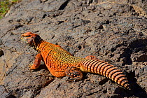 Spiny-tailed lizard (Uromastyx nigriventris) on rocks, near Ouarzazate, Morocco.