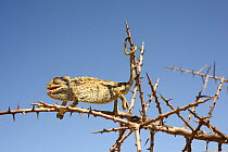 Mediterranean Chamaeleon (Chamaeleo chamaeleon) walking on twig, near Taznakht, Morroco.