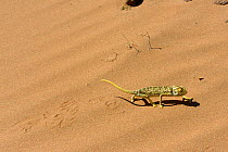 Mediterranean Chamaeleon (Chamaeleo chamaeleon) walking across sand, with tracks, near Taznakht, Morroco.