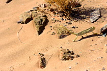Mediterranean Chamaeleon (Chamaeleo chamaeleon) walking along sand, with tracks, near Taznakht, Morroco.