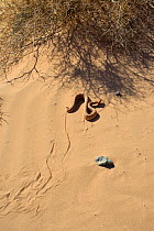 Horned Viper (Cerastes cerastes) moving under shade of bush with tracks in sand, near Ouarzazate, Morocco.