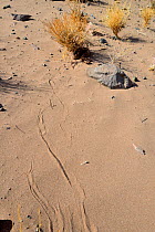 Horned Viper (Cerastes cerastes) resting under shade of bush with tracks in sand, near Ouarzazate, Morocco.