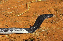 Asian spitting cobra (Naja siamensis) with head raised and hood expanded, South East Asia.