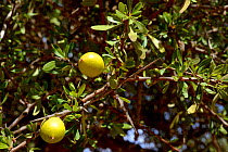 Argan (Argania spinosa) fruit on tree, near Tiznit, Morocco . Endemic