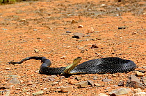 Montpellier snake (Malpolon monspessulanus) in desert, Souss Region, Morocco.