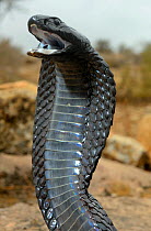 Egyptian cobra (Naja haje) with head raised, hood expanded and fangs on display, on near Taroudant, Morocco.