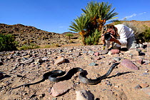 Photographer focusing on Egyptian cobra (Naja haje) near Ouarzazate, Morocco.