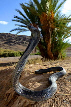 Egyptian cobra (Naja haje) with head raised and hood expanded, near Ouarzazate, Morocco.
