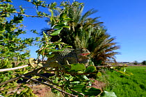 Mediterranean Chamaeleon (Chamaeleo chamaeleon) on tree, with mouth open to thermoregulate, near Taznakht, Morroco.