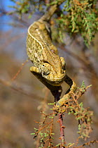 Mediterranean Chamaeleon (Chamaeleo chamaeleon) in tree, near Taznakht, Morroco.