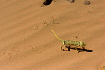 Mediterranean Chamaeleon (Chamaeleo chamaeleon) walking across sand dunes, near Taznakht, Morroco.
