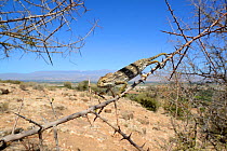 Mediterranean Chamaeleon (Chamaeleo chamaeleon) on branch, near Taznakht, Morroco.