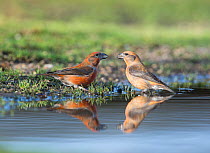 Red crossbill (Loxia curvirostra) males drinking at puddle, Suffolk, February.