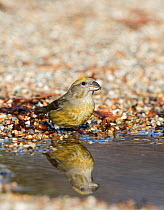 Red crossbill (Loxia curvirostra) female drinking at puddle, Suffolk, February.