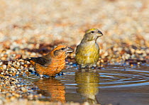 Red crossbill (Loxia curvirostra) pair drinking at puddle, Suffolk, February.
