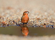 Red crossbill (Loxia curvirostra) male drinking at puddle, Suffolk, February.