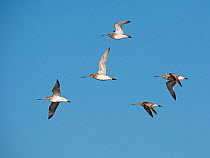 Bar-tailed godwits (Limosa lapponica) in flight, Brancaster, Norfolk, February.