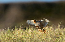 Grey partridge (Perdix perdix), North Norfolk, February.