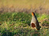 Grey partridge (Perdix perdix) calling, North Norfolk, February.