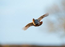 Grey partridge (Perdix perdix) in flight, North Norfolk, February.