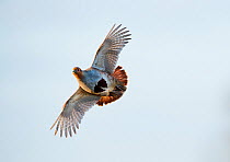 Grey partridge (Perdix perdix) in flight, North Norfolk, February.