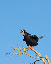 Rook (Corvus frugilegus) calling, Norfolk, February.