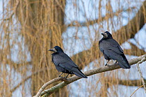 Rooks (Corvus frugilegus) perched on branch, Norfolk, February.