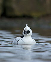Smew (Mergellus albellus) male on water, Norfolk, February.