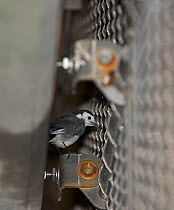 Pied wagtail (Motacilla alba) roosting at Terminal 5 of Heathrow Airport, London, February.