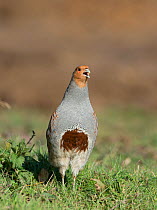 Grey partridge (Perdix perdix) calling, North Norfolk, February.