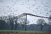 Rooks (Corvus frugilegus) gathering prior to roosting, Buckenham, Norfolk, February.