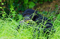 Bonobo (Pan paniscus) in long grass, La Vallee des Singes / The Valley of the Monkeys, Romagne, France. Captive, occurs in The Democratic Republic of the Congo. Endangered species.