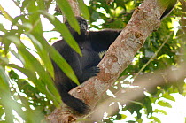 Kloss's gibbon (Hylobates klossii) Pungut Camp, Prince Albert II Foundation, Siberut, Mentawai Islands, Sumatra. Endemic, Endangered species.