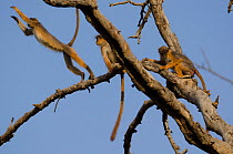 Temminck's red colobus (Procolobus badius temmincki) group in tree, one leaping from branch. Fathala Wildlife Reserve, Toubacouta, Senegal. Endangered species.