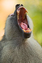 Yellow baboon (Papio cynocephalus) baring teeth. Ukunda, Diani Beach, Mombasa, Kenya.