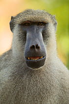Yellow baboon (Papio cynocephalus) with mouth open. Ukunda, Diani Beach, Mombasa, Kenya.