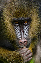 Mandrill (Mandrillus sphinx) La Vallee des Singes / The Valley of the Monkeys, Romagne, France. Captive, occurs in Cameroon, Congo, Equatorial Guinea and Gabon. Vulnerable species.