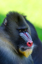 Mandrill (Mandrillus sphinx) male, portrait. La Vallee des Singes / The Valley of the Monkeys, Romagne, France. Captive, occurs in Cameroon, Congo, Equatorial Guinea and Gabon. Vulnerable species.