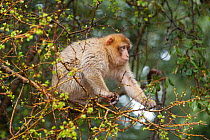 Barbary macaque (Macaca sylvanus) in tree. Azrou, Fes-Boulemane, Morocco. Endangered species.